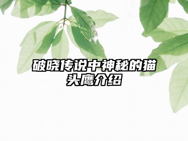 破晓传说中神秘的猫头鹰介绍