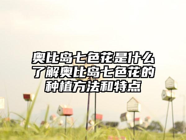 奥比岛七色花是什么了解奥比岛七色花的种植方法和特点