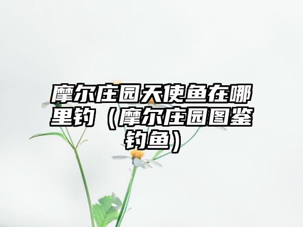 摩尔庄园天使鱼在哪里钓（摩尔庄园图鉴钓鱼）