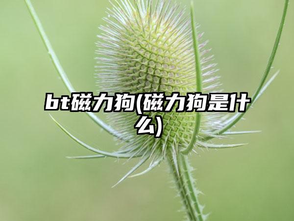 bt磁力狗(磁力狗是什么)