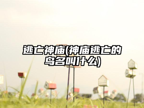 逃亡神庙(神庙逃亡的鸟名叫什么)