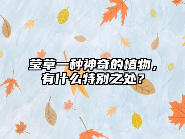 莹草一种神奇的植物，有什么特别之处？