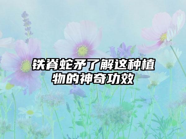 铁脊蛇矛了解这种植物的神奇功效