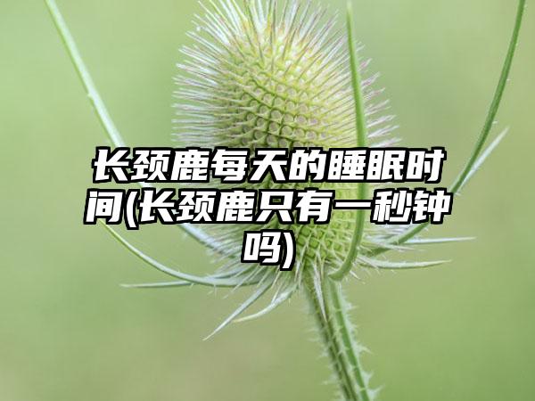长颈鹿每天的睡眠时间(长颈鹿只有一秒钟吗)