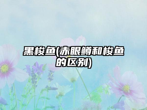 黑梭鱼(赤眼鳟和梭鱼的区别)