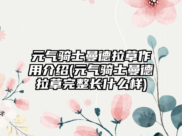 元气骑士曼德拉草作用介绍(元气骑士曼德拉草完整长什么样)