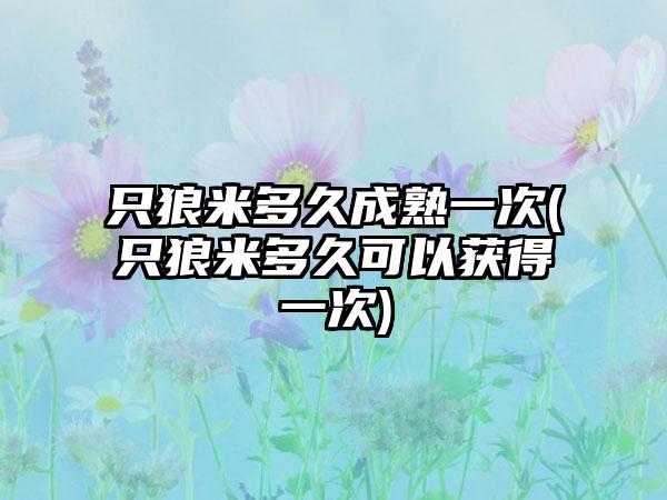 只狼米多久成熟一次(只狼米多久可以获得一次)