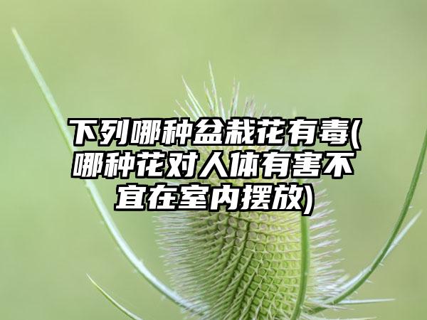 下列哪种盆栽花有毒(哪种花对人体有害不宜在室内摆放)