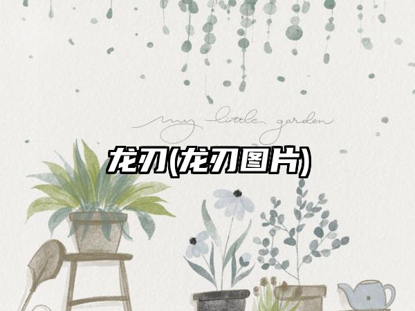 龙刃(龙刃图片)