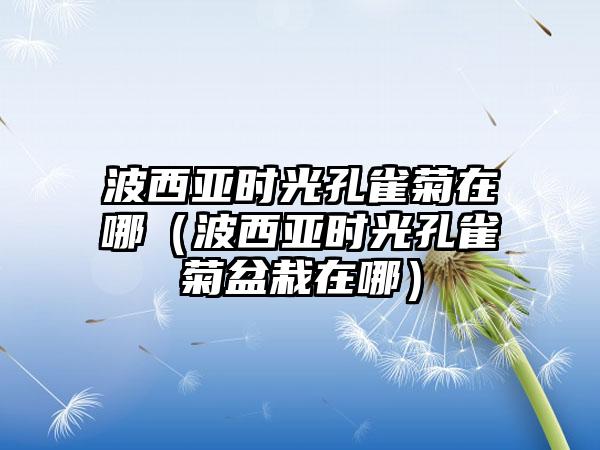 波西亚时光孔雀菊在哪（波西亚时光孔雀菊盆栽在哪）