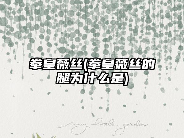 拳皇薇丝(拳皇薇丝的腿为什么是)