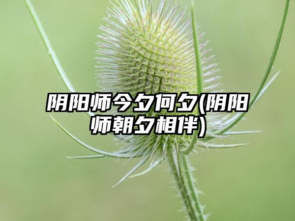 阴阳师今夕何夕(阴阳师朝夕相伴)