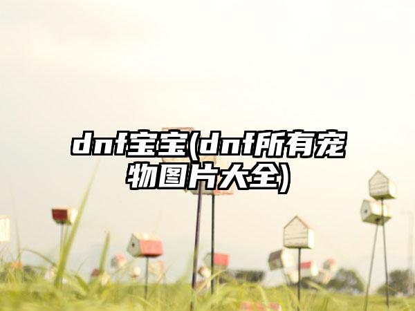 dnf宝宝(dnf所有宠物图片大全)