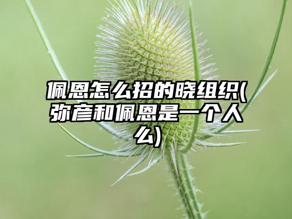 佩恩怎么招的晓组织(弥彦和佩恩是一个人么)
