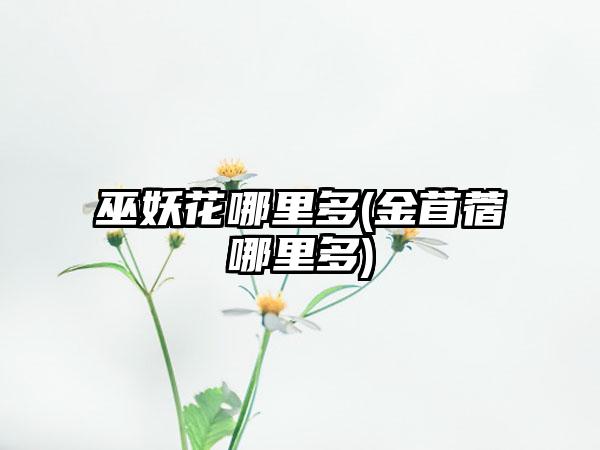 巫妖花哪里多(金苜蓿哪里多)