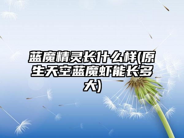 蓝魔精灵长什么样(原生天空蓝魔虾能长多大)