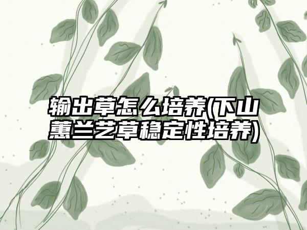 输出草怎么培养(下山蕙兰艺草稳定性培养)
