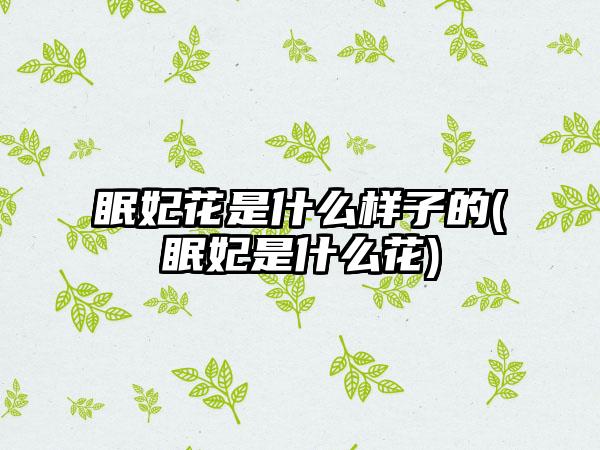 眠妃花是什么样子的(眠妃是什么花)