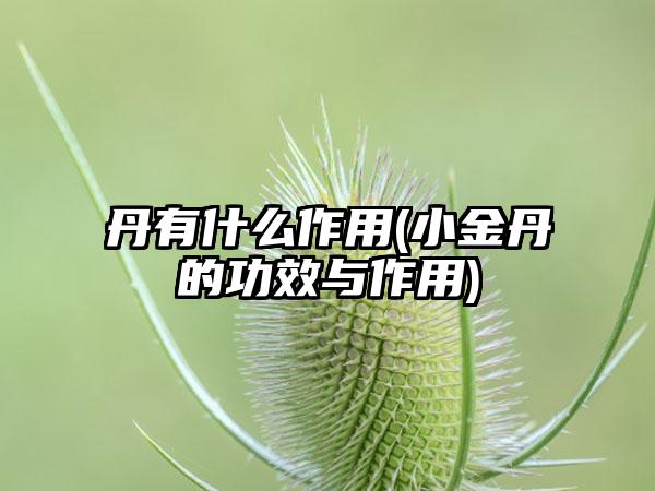 丹有什么作用(小金丹的功效与作用)