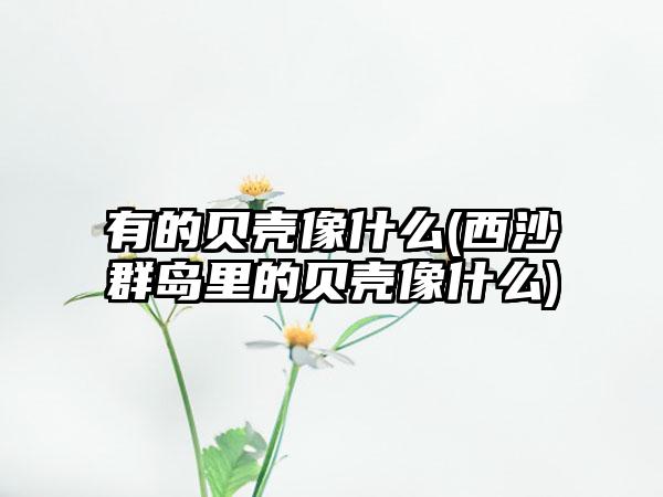 有的贝壳像什么(西沙群岛里的贝壳像什么)