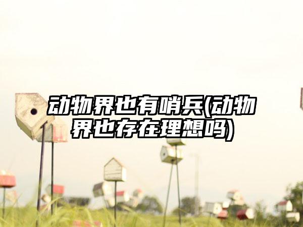 动物界也有哨兵(动物界也存在理想吗)