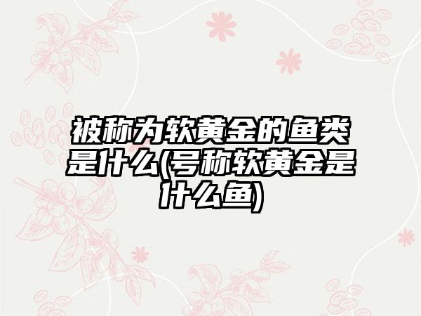 被称为软黄金的鱼类是什么(号称软黄金是什么鱼)