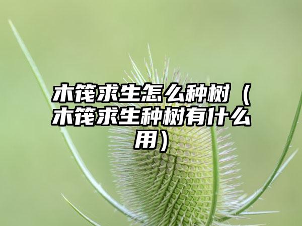木筏求生怎么种树（木筏求生种树有什么用）