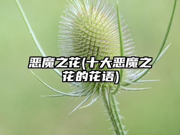 恶魔之花(十大恶魔之花的花语)