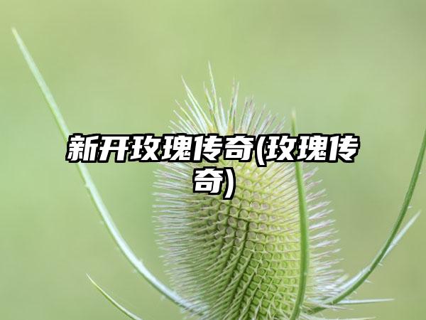 新开玫瑰传奇(玫瑰传奇)