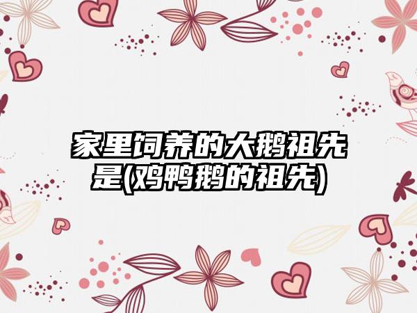 家里饲养的大鹅祖先是(鸡鸭鹅的祖先)