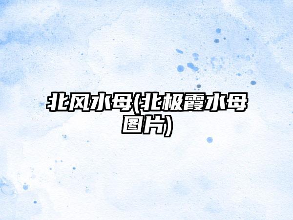 北风水母(北极霞水母图片)
