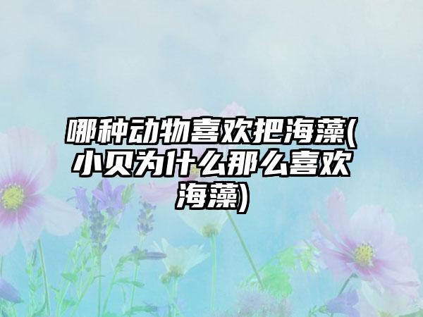 哪种动物喜欢把海藻(小贝为什么那么喜欢海藻)