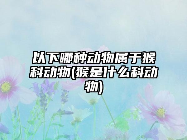 以下哪种动物属于猴科动物(猴是什么科动物)