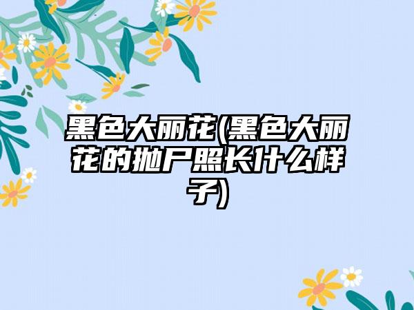 黑色大丽花(黑色大丽花的抛尸照长什么样子)
