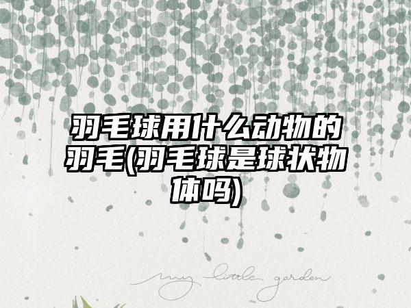 羽毛球用什么动物的羽毛(羽毛球是球状物体吗)
