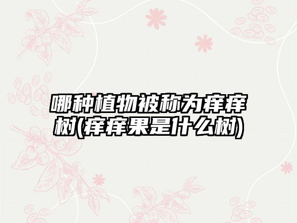 哪种植物被称为痒痒树(痒痒果是什么树)