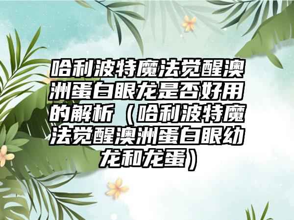 哈利波特魔法觉醒澳洲蛋白眼龙是否好用的解析（哈利波特魔法觉醒澳洲蛋白眼幼龙和龙蛋）