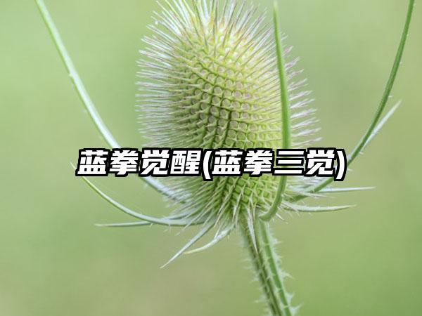 蓝拳觉醒(蓝拳三觉)