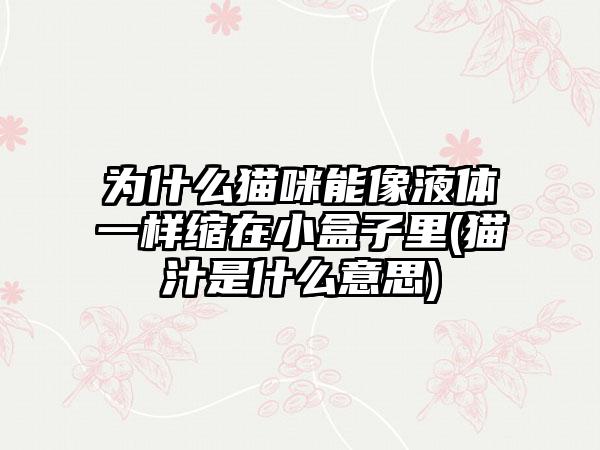 为什么猫咪能像液体一样缩在小盒子里(猫汁是什么意思)