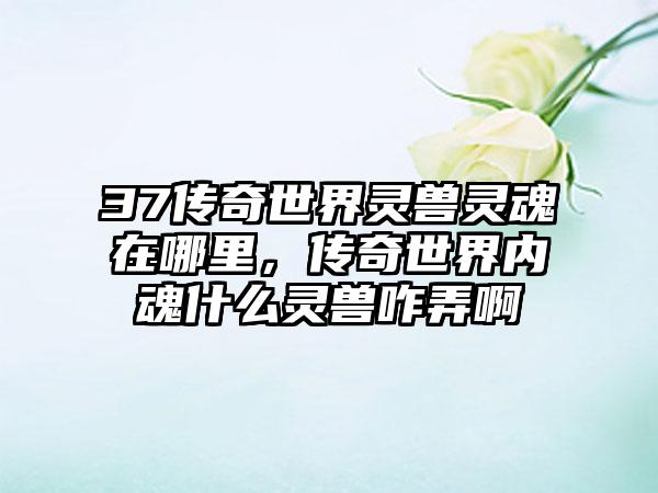 37传奇世界灵兽灵魂在哪里，传奇世界内魂什么灵兽咋弄啊
