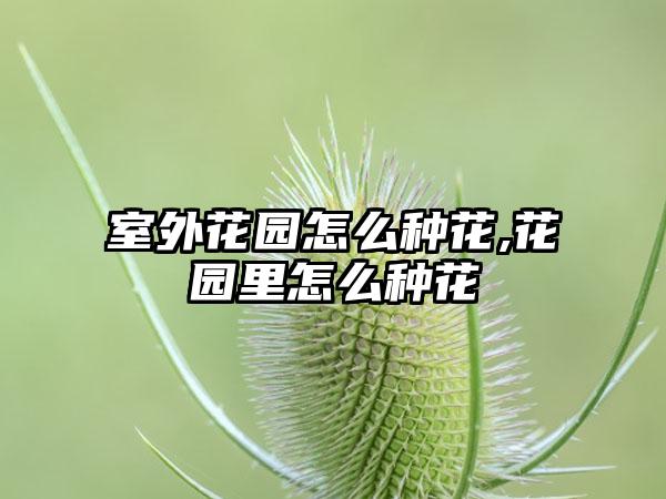 室外花园怎么种花,花园里怎么种花