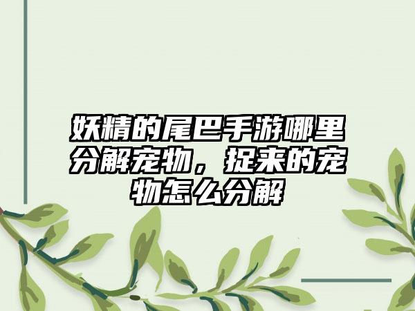 妖精的尾巴手游哪里分解宠物，捉来的宠物怎么分解