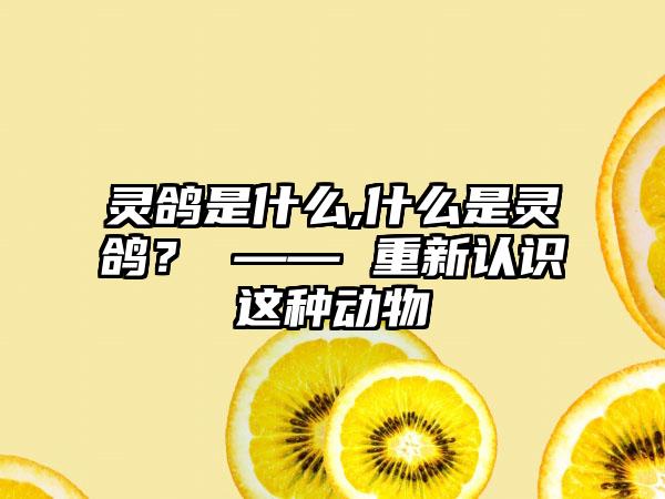 灵鸽是什么,什么是灵鸽？ —— 重新认识这种动物