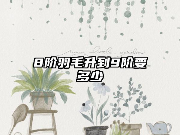 8阶羽毛升到9阶要多少