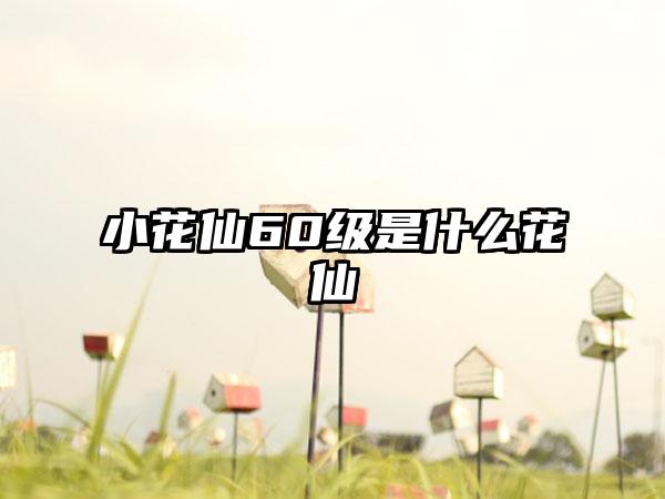 小花仙60级是什么花仙