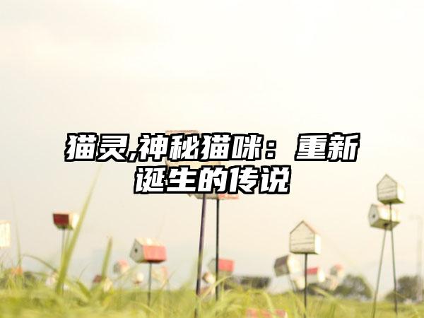 猫灵,神秘猫咪：重新诞生的传说
