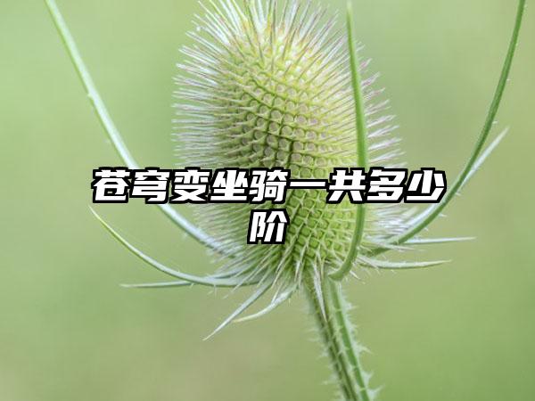 苍穹变坐骑一共多少阶