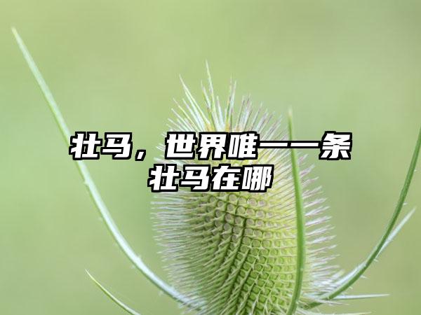 壮马，世界唯一一条壮马在哪