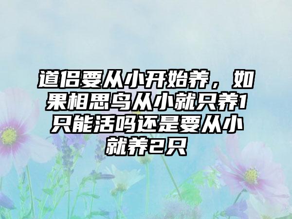 道侣要从小开始养，如果相思鸟从小就只养1只能活吗还是要从小就养2只