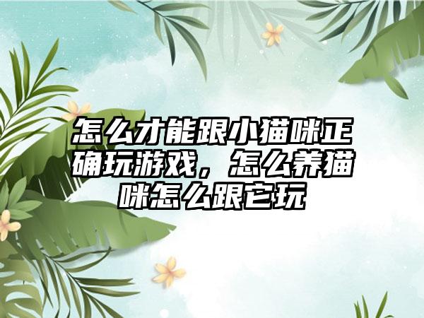 怎么才能跟小猫咪正确玩游戏，怎么养猫咪怎么跟它玩